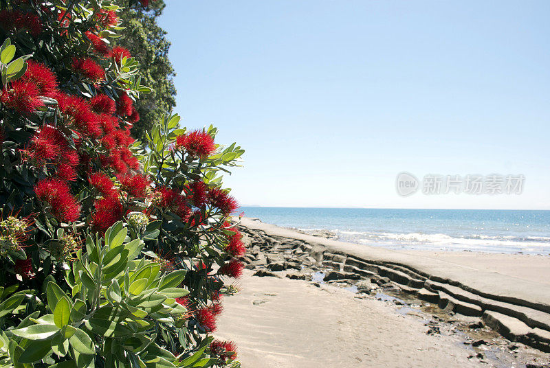 新西兰Pohutukawa &海景;奥克兰,新西兰